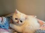 White exotic short haired - Exotic Kitten For Sale - Fort Loudon&comma; PA&comma; US