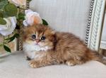 Scottish Fold Longhair Golden Male - Scottish Fold Kitten For Sale - Orlando&comma; FL&comma; US