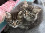 Magical Muffin Litter - Ragdoll Kitten For Sale - Hayden&comma; ID&comma; US