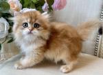British Shorthair Bicolor Male - British Shorthair Kitten For Sale - Orlando&comma; FL&comma; US