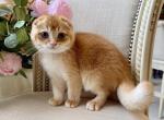 Scottish Fold Light Golden Male - Scottish Fold Kitten For Sale - Orlando&comma; FL&comma; US