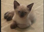 Siamese cutness - Siamese Kitten For Sale - Dallas&comma; TX&comma; US