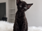 Dollar - Devon Rex Kitten For Sale - Frisco&comma; TX&comma; US