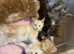 Litter 2 - Maine Coon Kitten For Sale - Houston&comma; TX&comma; US