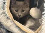 Loki - Russian Blue Kitten For Adoption - Pink Hill&comma; NC&comma; US