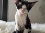 FU - Devon Rex Kitten For Sale - Frisco&comma; TX&comma; US