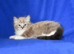 Pepsi's Kittens - Ragdoll Kitten For Sale - WI&comma; US