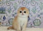 Scottish Juliet - Scottish Fold Kitten For Sale - Brooklyn&comma; NY&comma; US