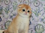 Scottish Joker - Scottish Fold Kitten For Sale - Brooklyn&comma; NY&comma; US