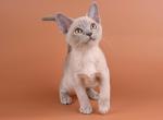 Burmese NOV Zarden - Burmese Kitten For Sale - Empire State&comma; NY&comma; US