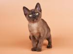 Burmese NOV Zakhar - Burmese Kitten For Sale - Empire State&comma; NY&comma; US