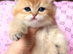 British Bonya - British Shorthair Kitten For Sale - Manorville&comma; NY&comma; US