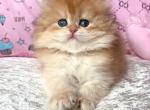 British Beata - British Shorthair Kitten For Sale - Manorville&comma; NY&comma; US