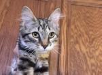 Maizy - Domestic Kitten For Sale - Las Vegas&comma; NV&comma; US