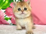 British Bala - British Shorthair Kitten For Sale - Manorville&comma; NY&comma; US