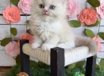 Princess Diana Spring litter - Ragdoll Kitten For Sale - FL&comma; US