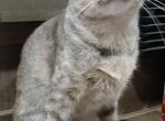 Tink - Domestic Cat For Adoption - Magnolia&comma; TX&comma; US
