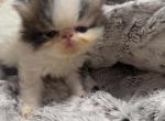 Cfa persian litter - Persian Kitten For Sale - Woodburn&comma; IN&comma; US