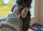 JeanPhilippes - Maine Coon Kitten For Sale - Greeneville&comma; TN&comma; US