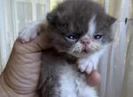 Buttercup Luna - Exotic Kitten For Sale - 