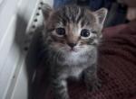 MashedPotato and Siren - Domestic Kitten For Sale - S Toms River&comma; NJ&comma; US