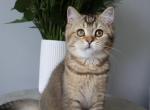 British shorthair female - Brazilian Shorthair Kitten For Sale - 