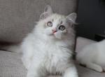 British longhair boy - British Shorthair Kitten For Sale - 