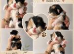 Calico - Persian Kitten For Sale - Clay&comma; PA&comma; US