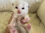 RESERVED Princess 1 - Ragdoll Kitten For Sale - Columbia&comma; MD&comma; US