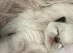 Baby litter - Ragdoll Kitten For Sale - Syracuse&comma; NY&comma; US