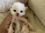 Bicolor Princess 2 - Ragdoll Kitten For Sale - Columbia&comma; MD&comma; US