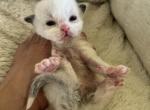 RESERVED Prince 1 - Ragdoll Kitten For Sale - Columbia&comma; MD&comma; US