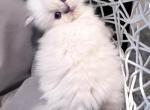 Priscillas litter - Himalayan Kitten For Sale - Reidsville&comma; NC&comma; US