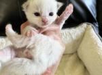 RESERVED Prince 2 - Ragdoll Kitten For Sale - Columbia&comma; MD&comma; US