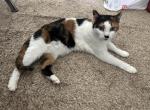 Cali - Domestic Cat For Adoption - Rockwall&comma; TX&comma; US