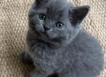 Soni - Scottish Straight Kitten For Sale - 