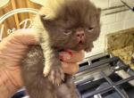 Mr Bruno Cookie - Exotic Kitten For Sale - TN&comma; US