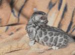 Zoe Litter May - Bengal Kitten For Sale - 
