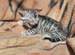 Zoe Litter May - Bengal Kitten For Sale - Putnam&comma; CT&comma; US