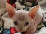 Milo - Sphynx Kitten For Sale - 