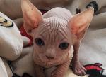 Bonnie - Sphynx Kitten For Sale - 