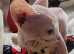 Nala - Sphynx Kitten For Sale - 