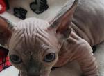Linda - Bambino Kitten For Sale - NY&comma; US