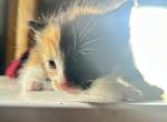 sandy - American Curl Kitten For Sale - Lanham&comma; MD&comma; US