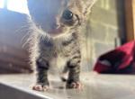 bright - American Curl Kitten For Sale - 