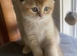 Phoenix - Scottish Fold Kitten For Sale - Sonoma&comma; CA&comma; US