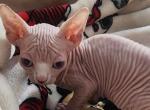 Simba - Sphynx Kitten For Sale - NY&comma; US
