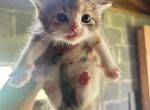 candy - American Curl Kitten For Sale - 