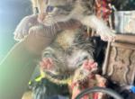 coco - American Curl Kitten For Sale - Lanham&comma; MD&comma; US