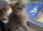 Ramuh - Scottish Straight Kitten For Sale - Sonoma&comma; CA&comma; US